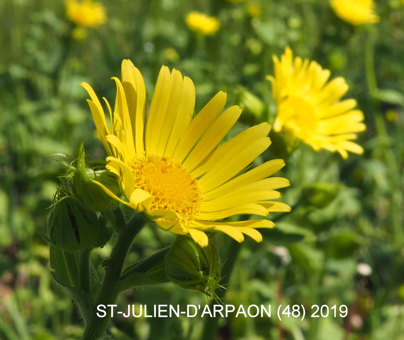 Leopard's-Bane, Great flower